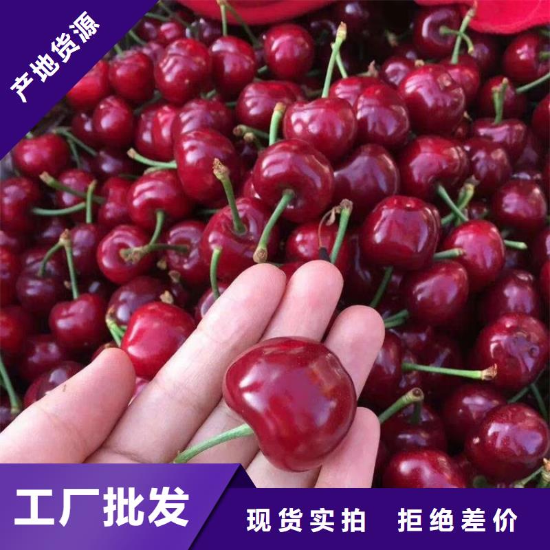 樱桃苹果苗客户满意度高当地供应商