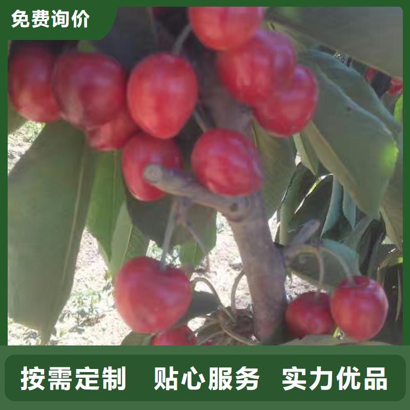 【樱桃苹果苗好品质售后无忧】实力商家供货稳定