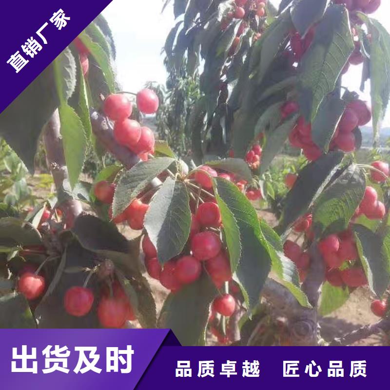 【樱桃,石榴苗质检严格】行业优选