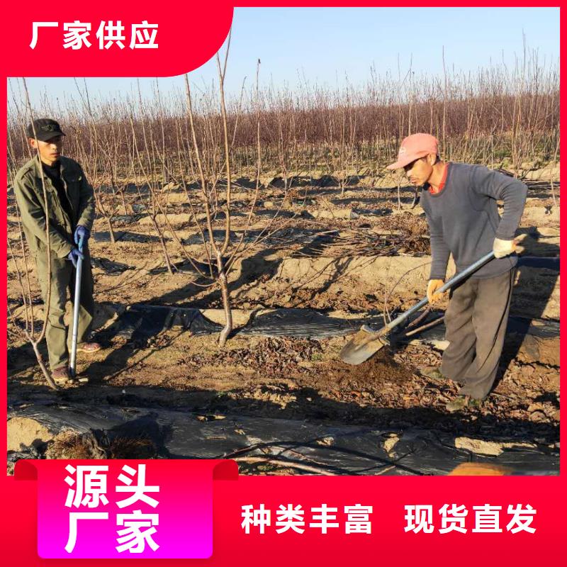 樱桃樱桃苗诚信经营质量保证购买的是放心
