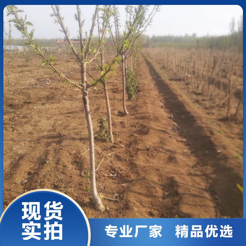 樱桃蓝莓苗专业按需定制优选厂商