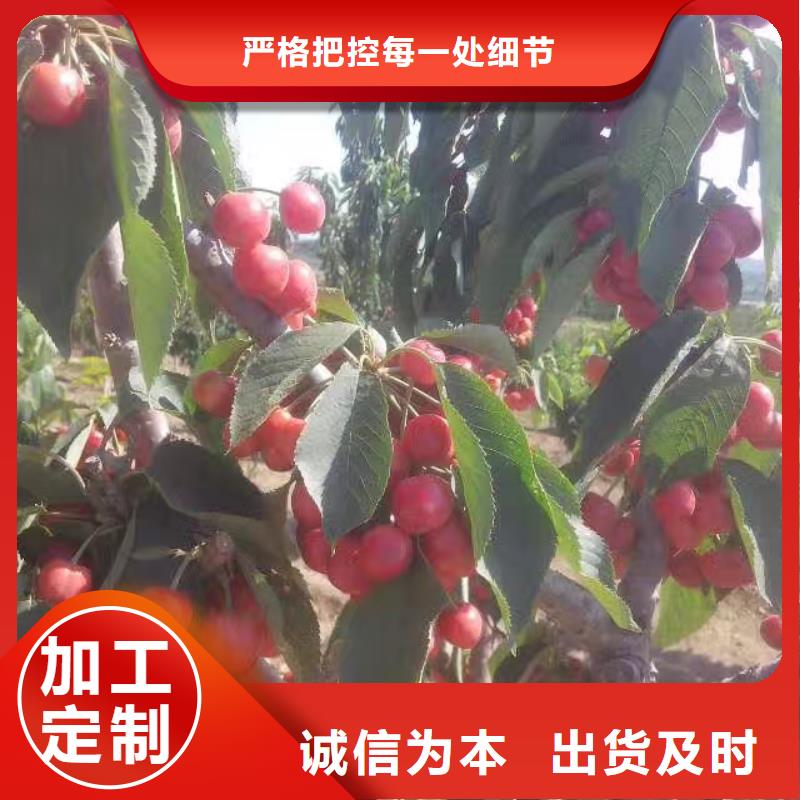 樱桃石榴树省心又省钱您身边的厂家