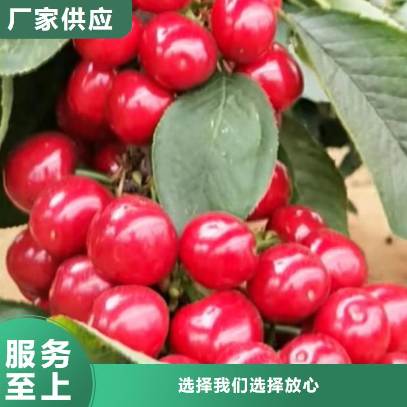 樱桃樱桃苗源头工厂实拍品质保障