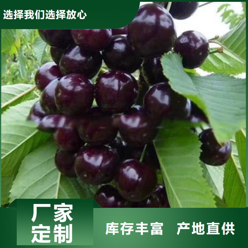 樱桃樱桃苗工厂价格保质保量