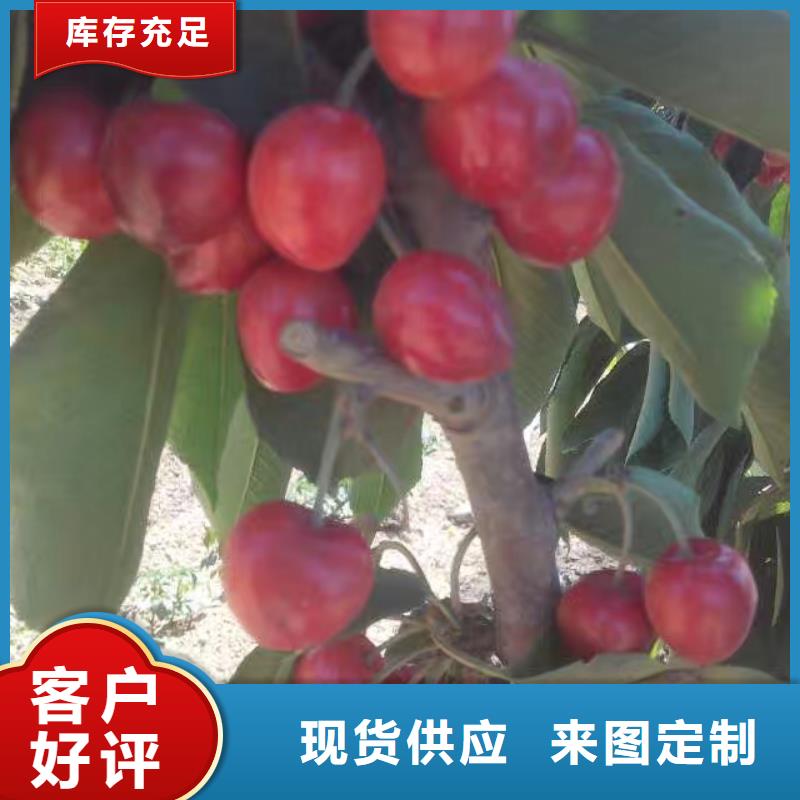樱桃石榴树多年厂家可靠本地货源