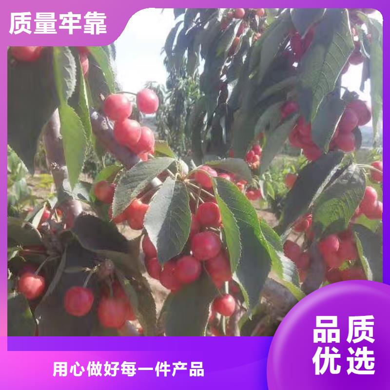 樱桃,草莓苗订制批发质量优价格低