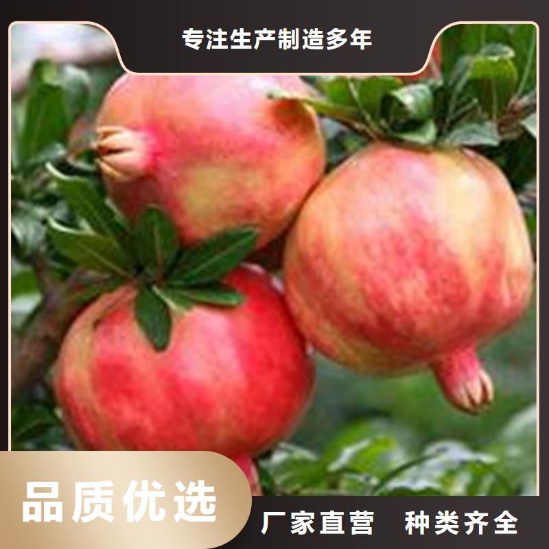 石榴草莓苗产品优势特点厂家直销售后完善