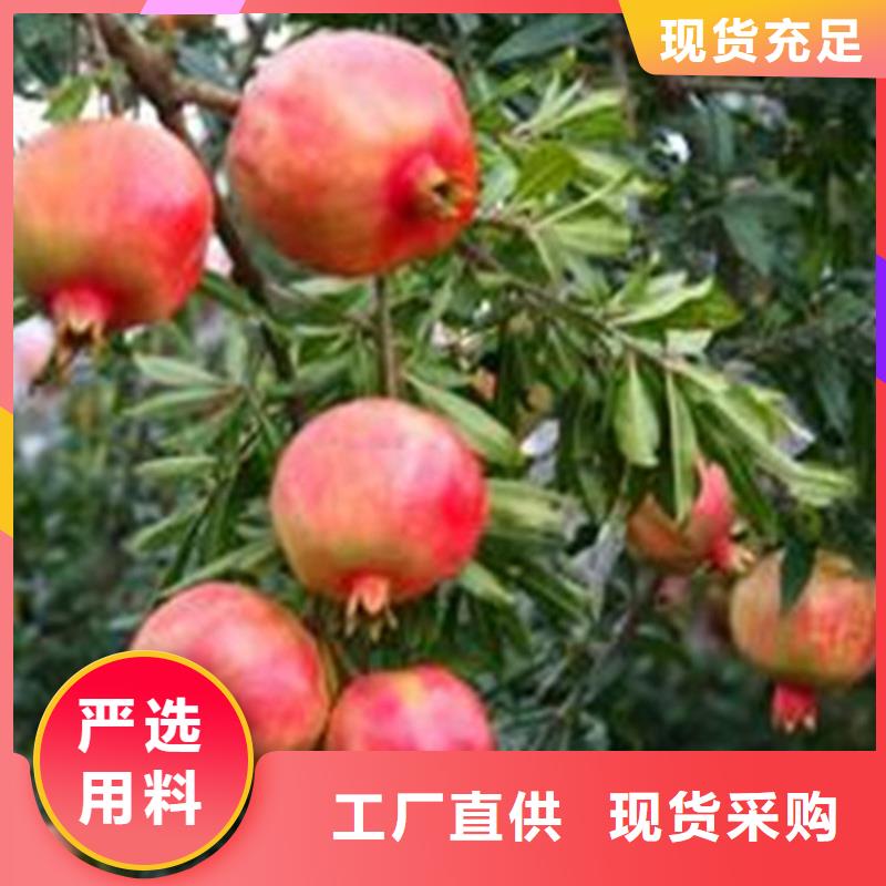 石榴苹果苗大厂生产品质当地生产商