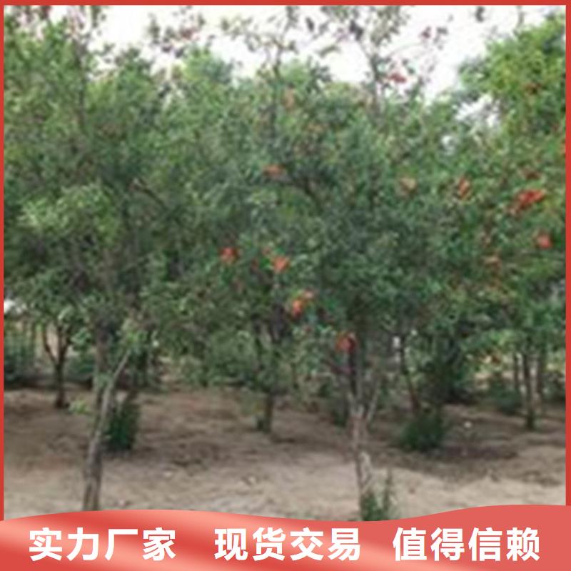 石榴苹果苗精选厂家好货实力雄厚品质保障