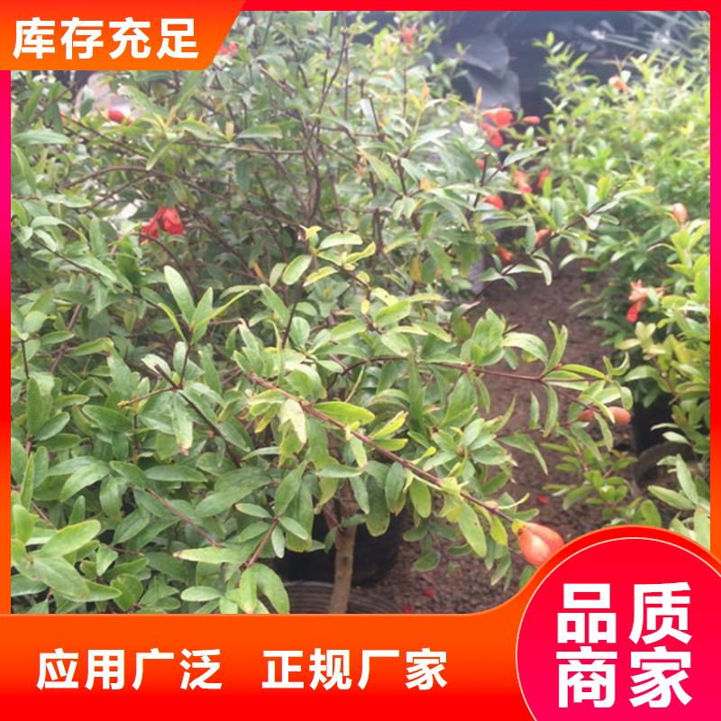 石榴_【梨树苗】工厂价格产地货源