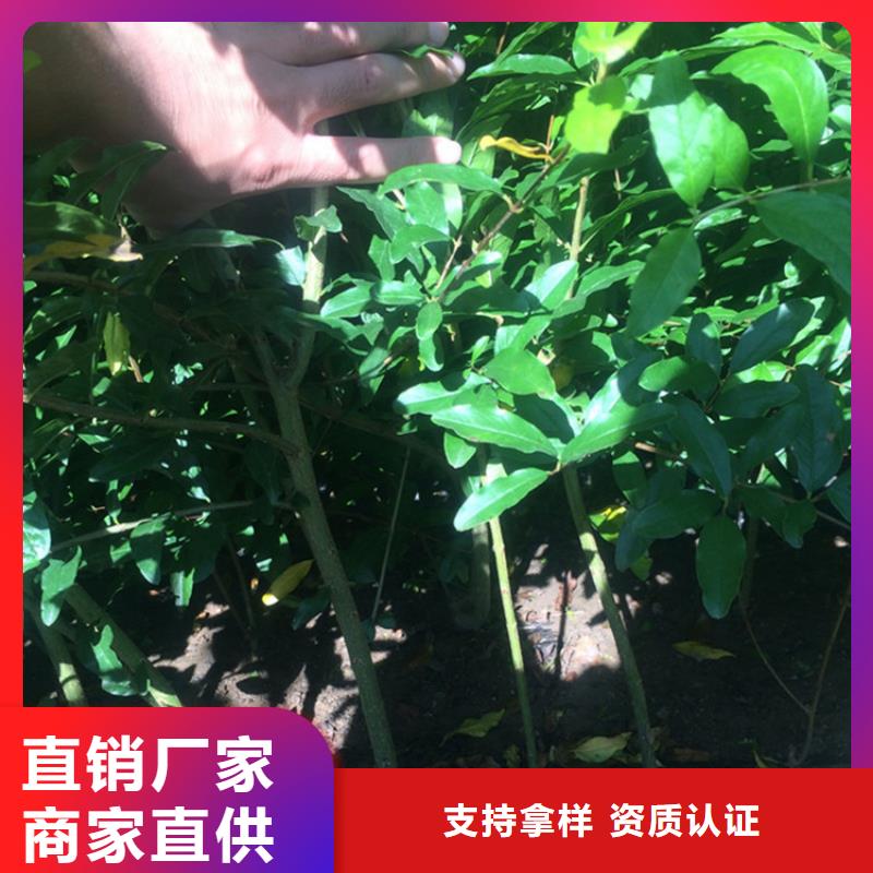 石榴板栗苗用心细节工厂价格
