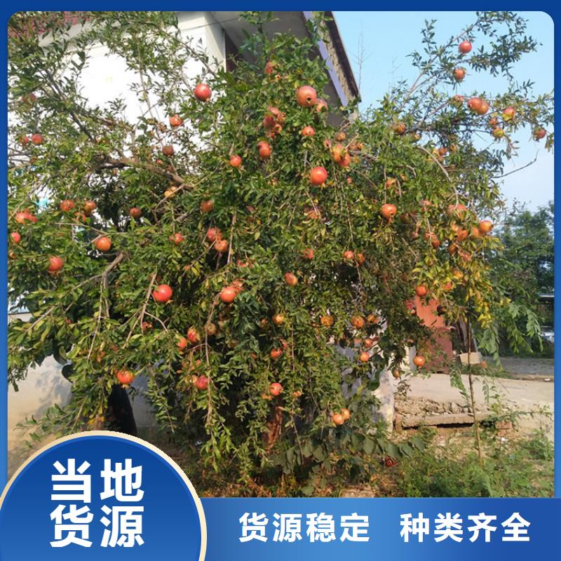 石榴桃树苗拥有多家成功案例专注质量