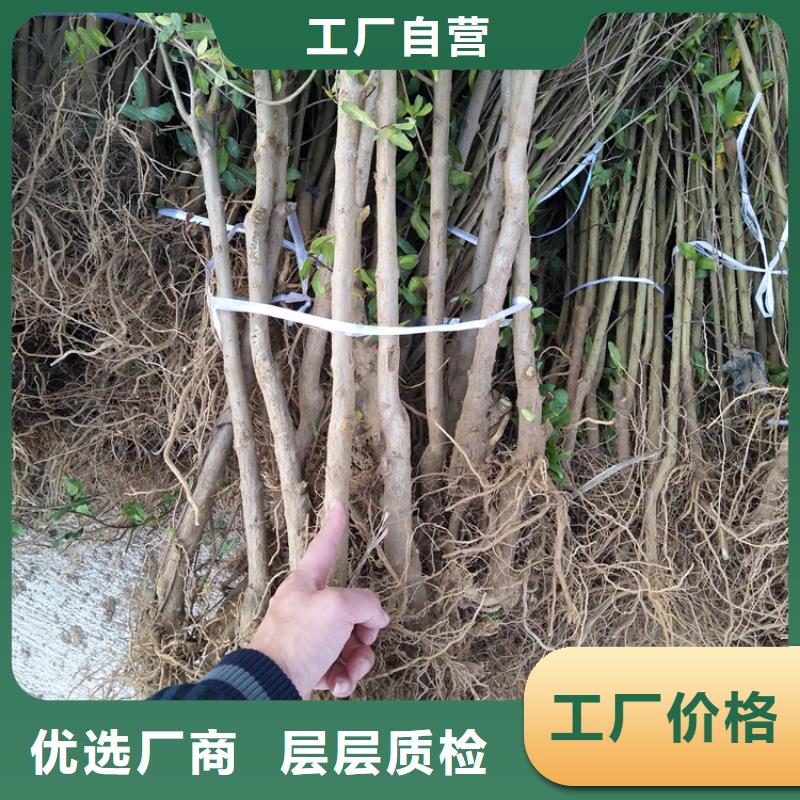 石榴蓝莓苗厂家精选专注细节专注品质