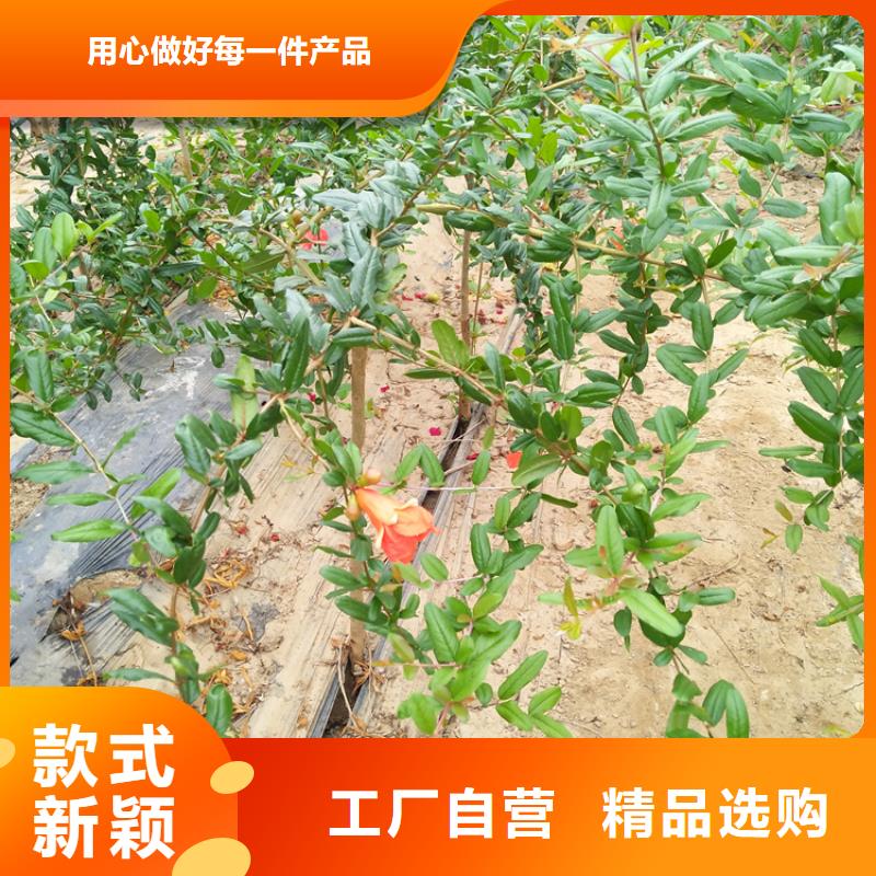 【石榴玛瑙红石榴苗快捷的物流配送】当地生产厂家