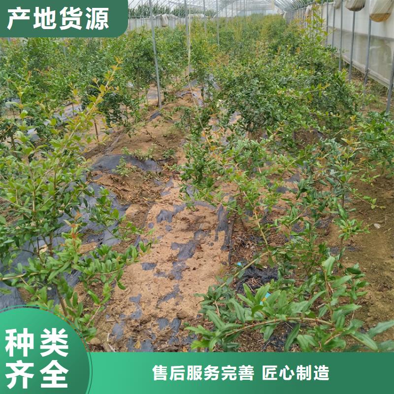 石榴-苹果苗适用范围广发货迅速