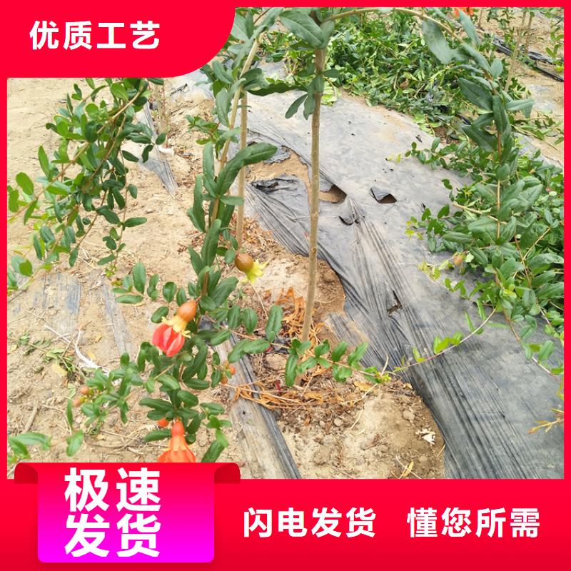 石榴石榴树价格有优势本地制造商