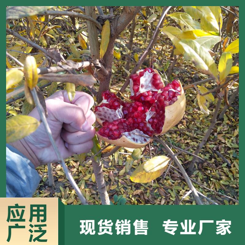 【石榴樱桃苗定制定做】本地生产商