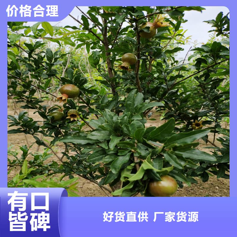 石榴李子苗做工细致售后无忧