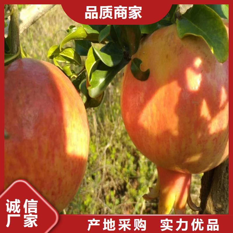 石榴石榴树满足客户所需专注细节更放心