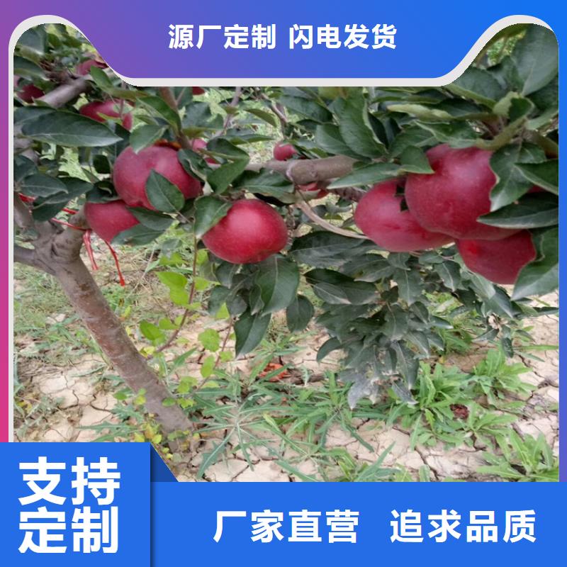 石榴石榴树优良工艺高质量高信誉