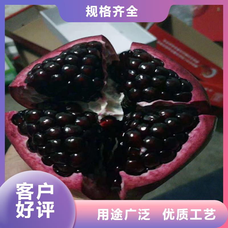 石榴苹果苗诚信可靠厂家直营
