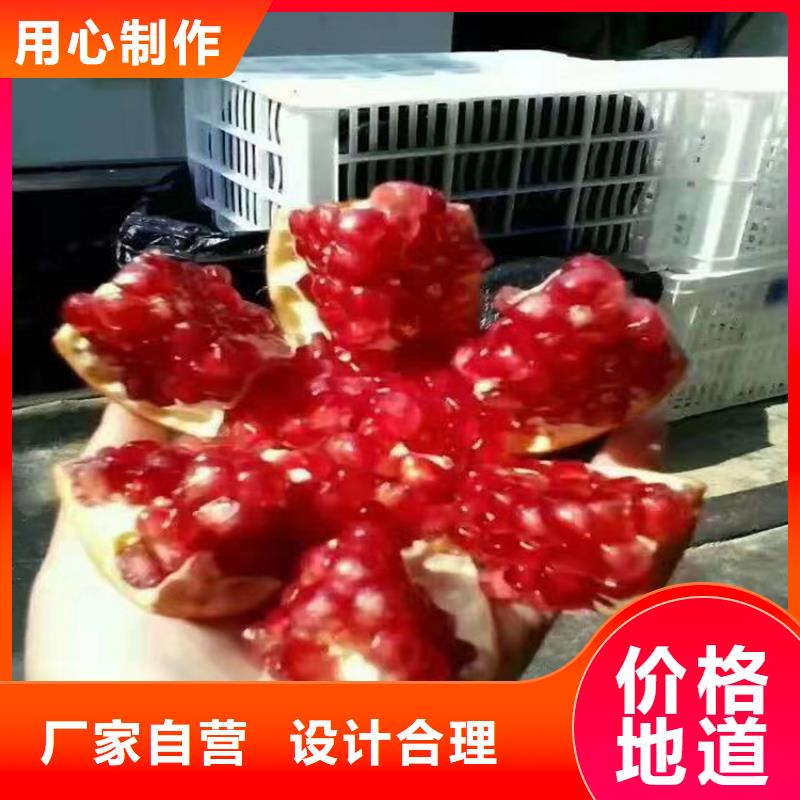 石榴桃树苗精工细作品质优良同城生产厂家