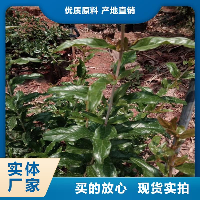 石榴苹果苗价格透明快速生产