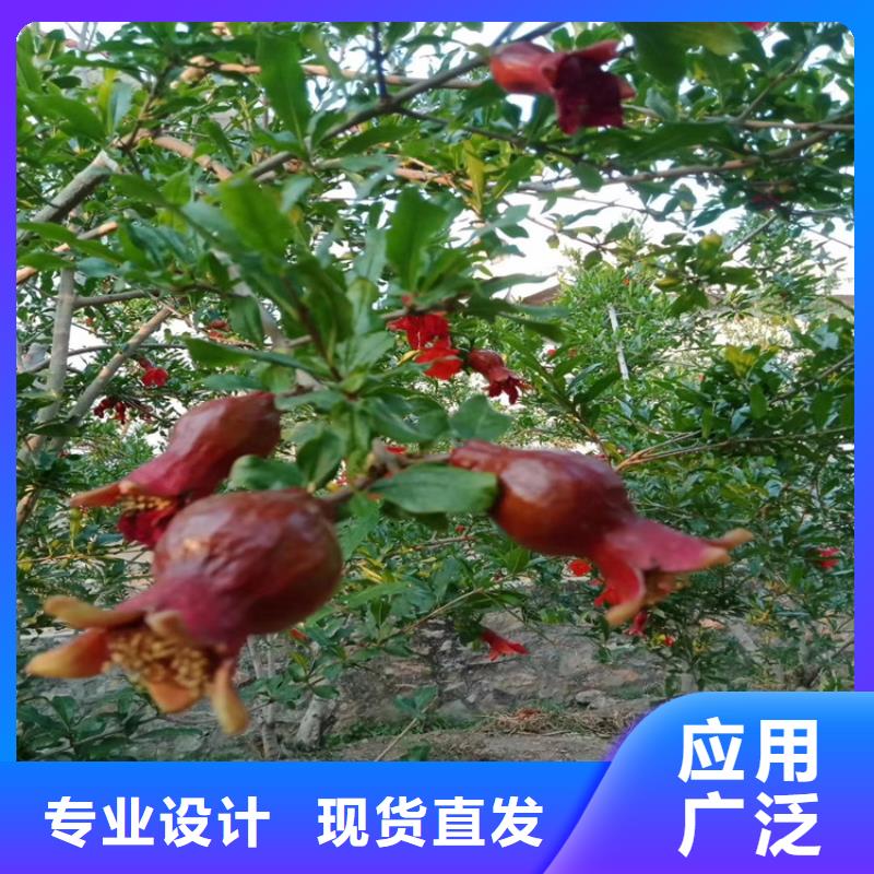 石榴_【樱桃苗】真实拍摄品质可靠专心专注专业