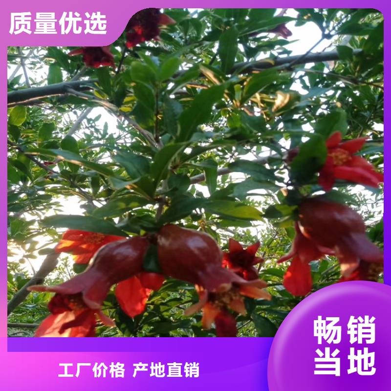 石榴苹果苗厂家直销大量现货极速发货