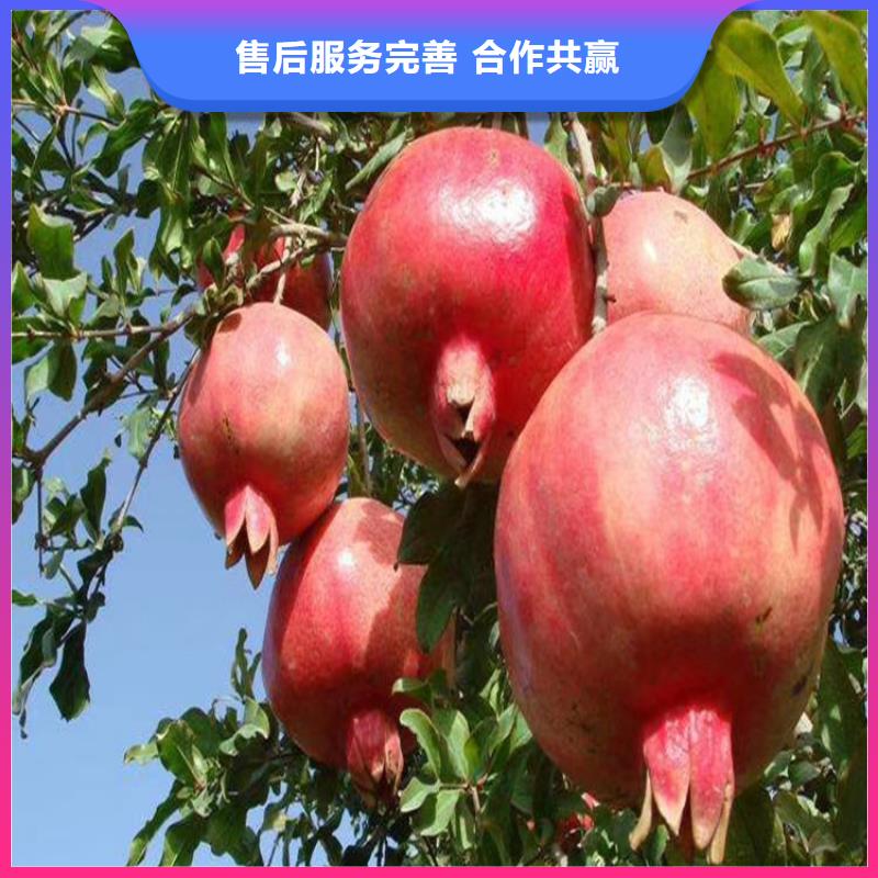 石榴桃树苗选择大厂家省事省心拒绝差价
