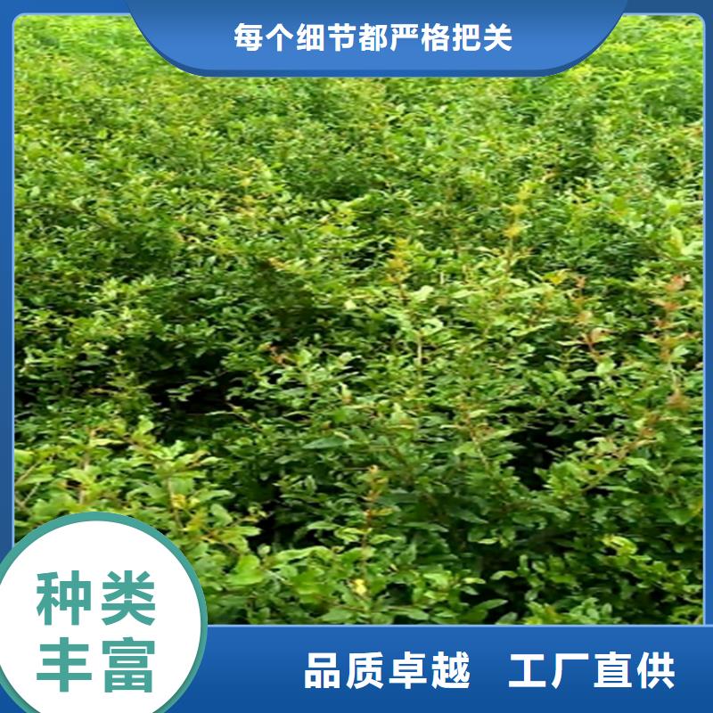【石榴_樱桃苗技术先进】品质优选