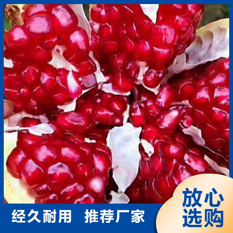 【石榴,樱桃苗追求品质】当地供应商
