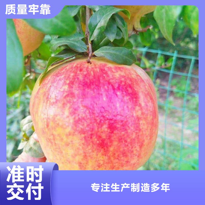 石榴桃树苗优选原材本地制造商