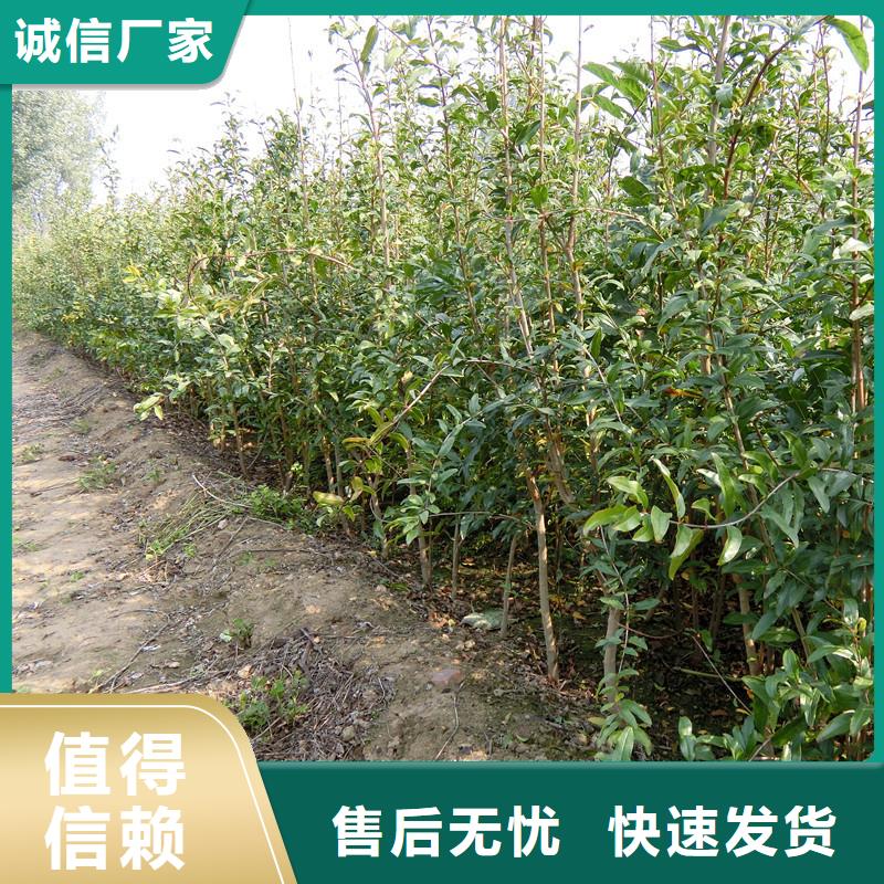 【石榴北美冬青厂家销售】质量上乘