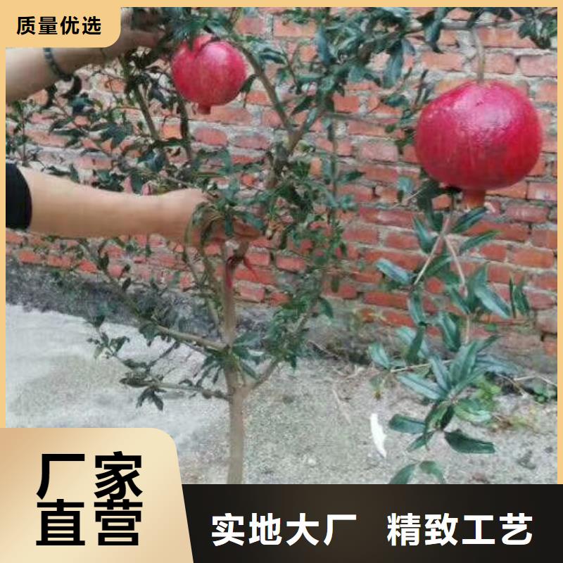 石榴_黄瓜苗懂您所需技术先进
