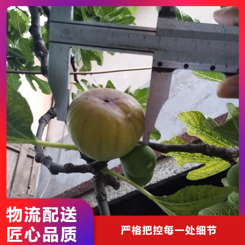 无花果西瓜苗种类齐全厂家直销放心