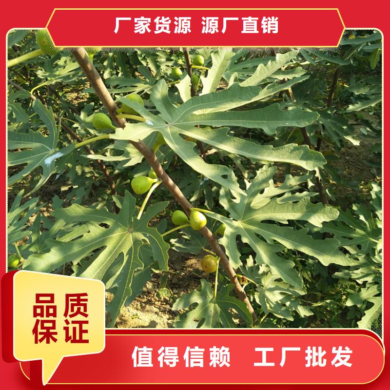 【无花果梨树苗甄选好物】保质保量