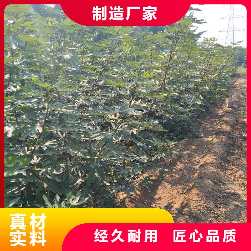 无花果_梨树苗好产品价格低本地经销商
