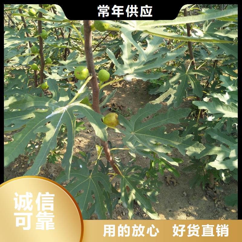 无花果樱桃苗应用范围广泛工厂直销