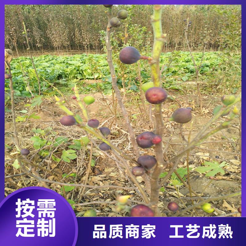 无花果桃树苗一手货源源头厂家实地大厂