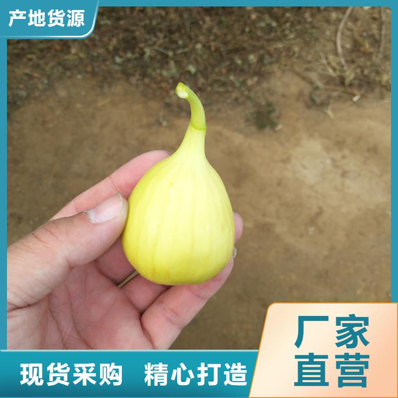 无花果,桃树苗现货直发检验发货