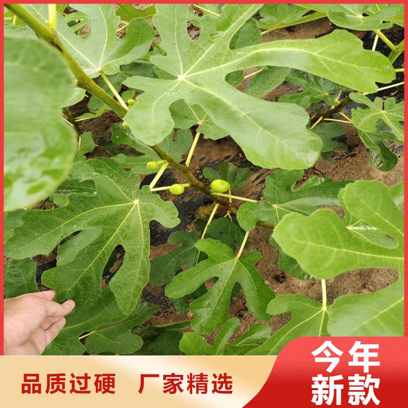 【无花果】樱桃苗交货准时质量看得见