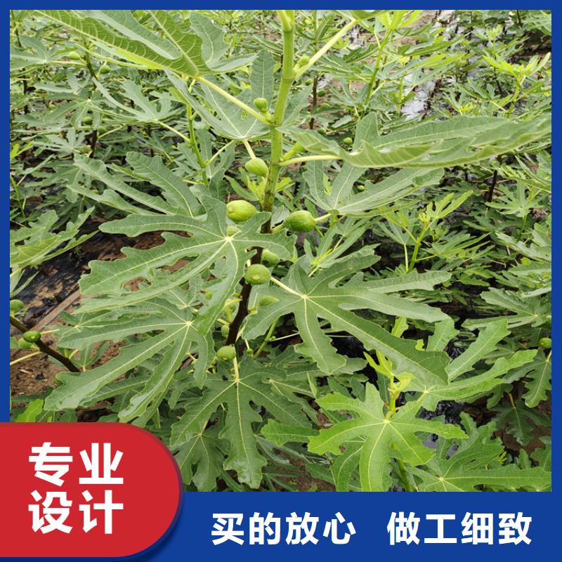 无花果,黄瓜苗厂诚信经营当地品牌