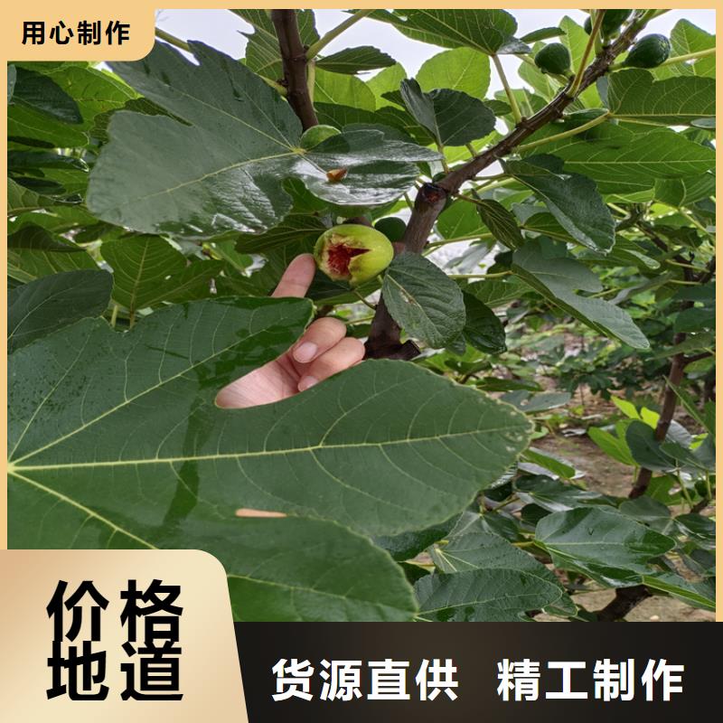 无花果苹果苗厂家拥有先进的设备厂家现货供应