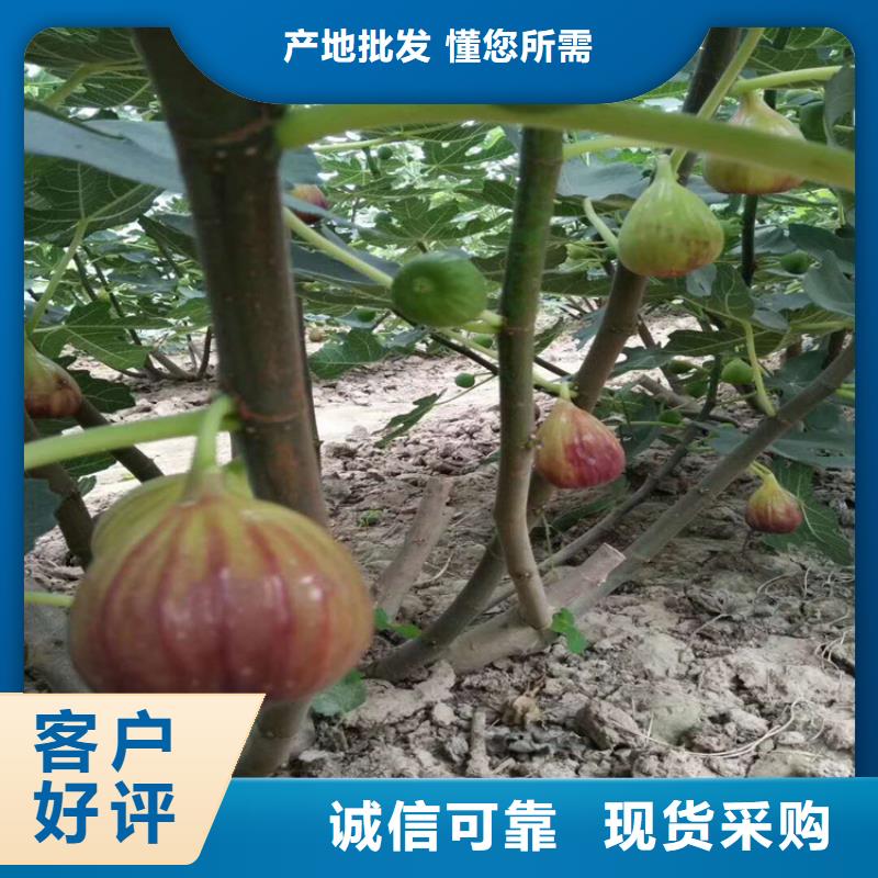 无花果_梨树苗规格型号全精品优选