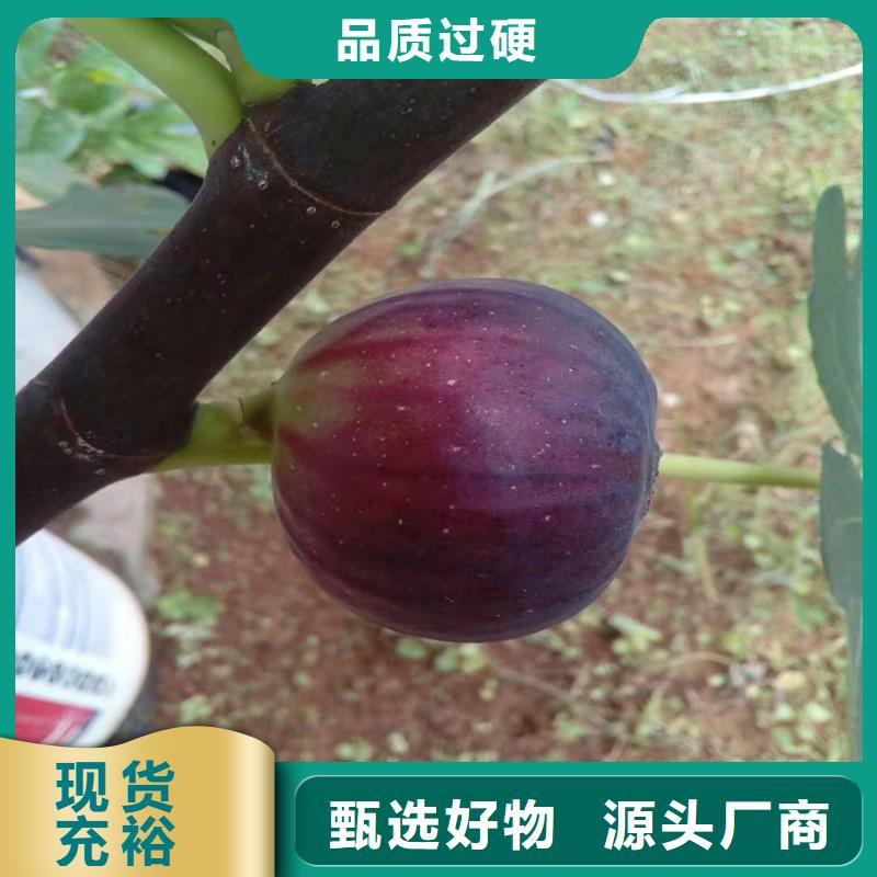 【无花果苹果苗海量库存】工程施工案例