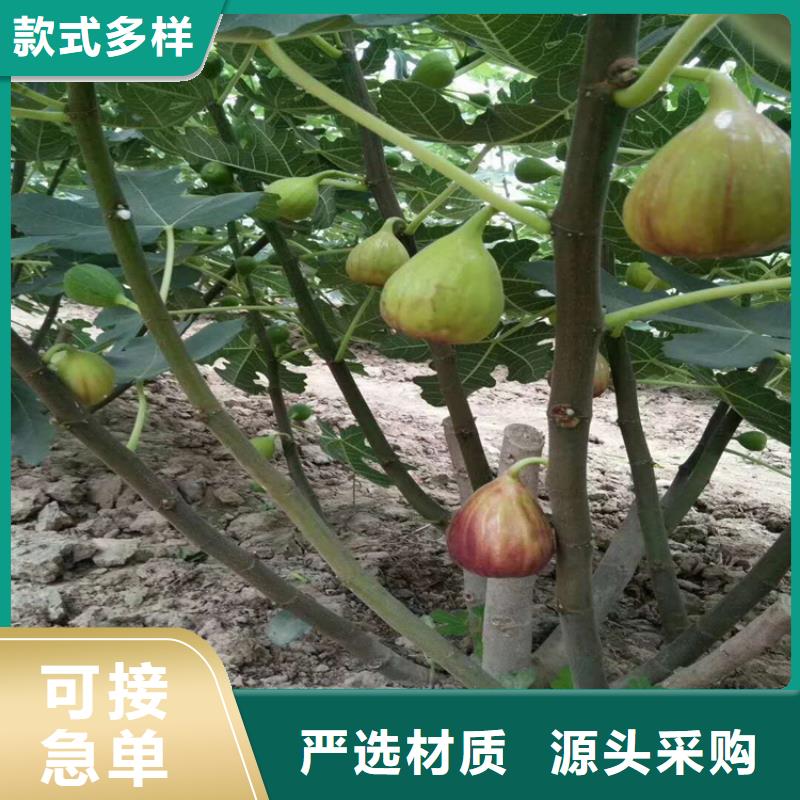 无花果-苹果苗专业完善售后质量层层把关