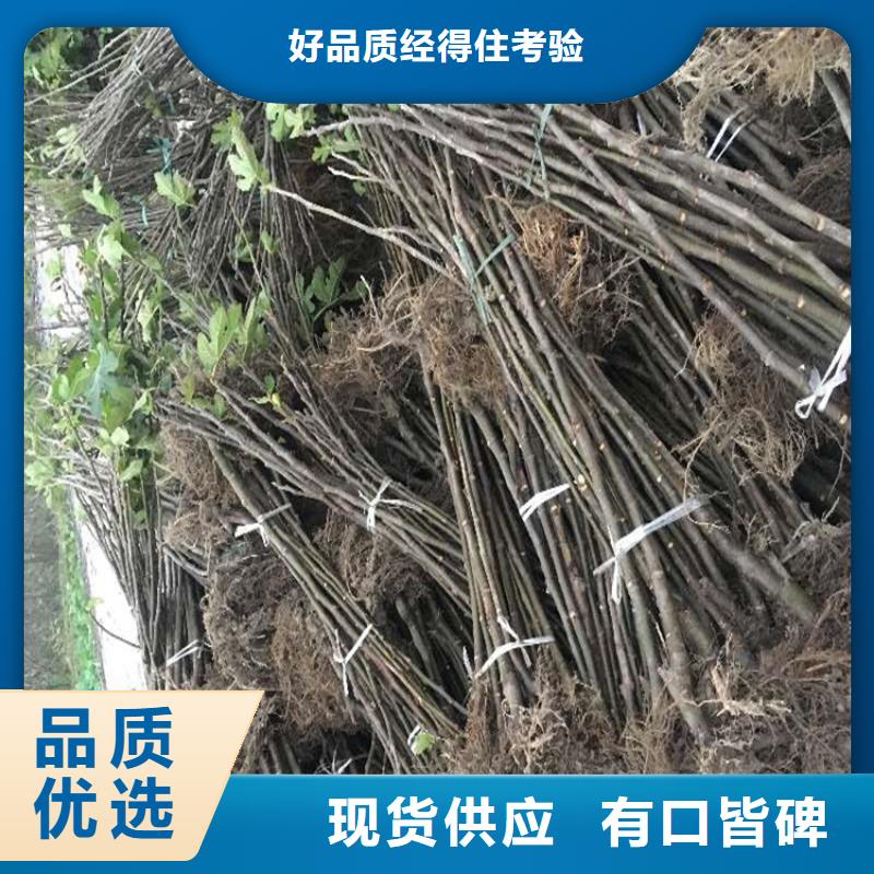 【无花果蓝莓苗质检严格】本地货源