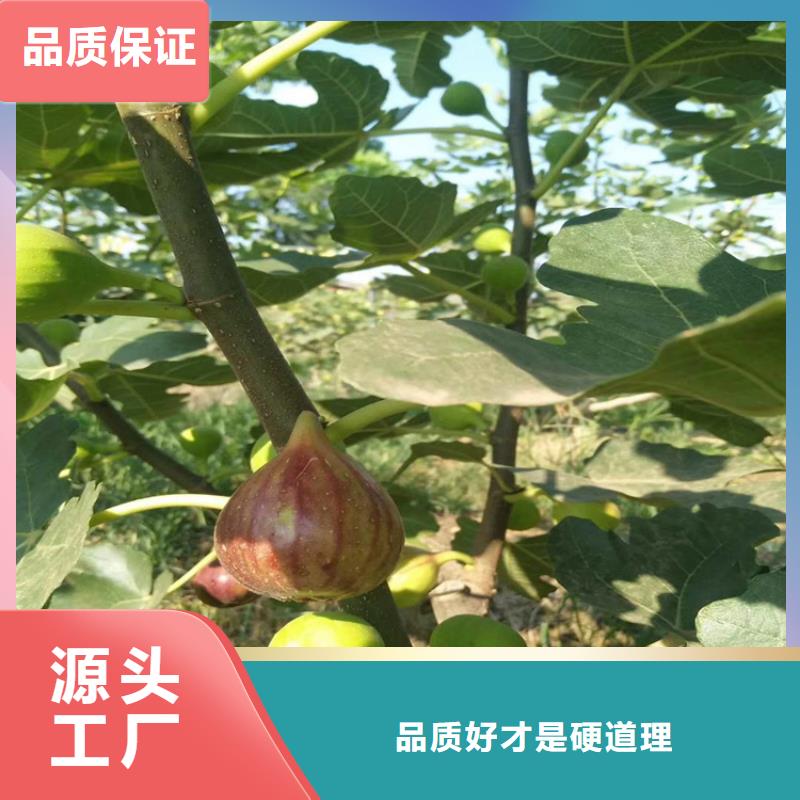 无花果,樱桃苗保障产品质量满足您多种采购需求