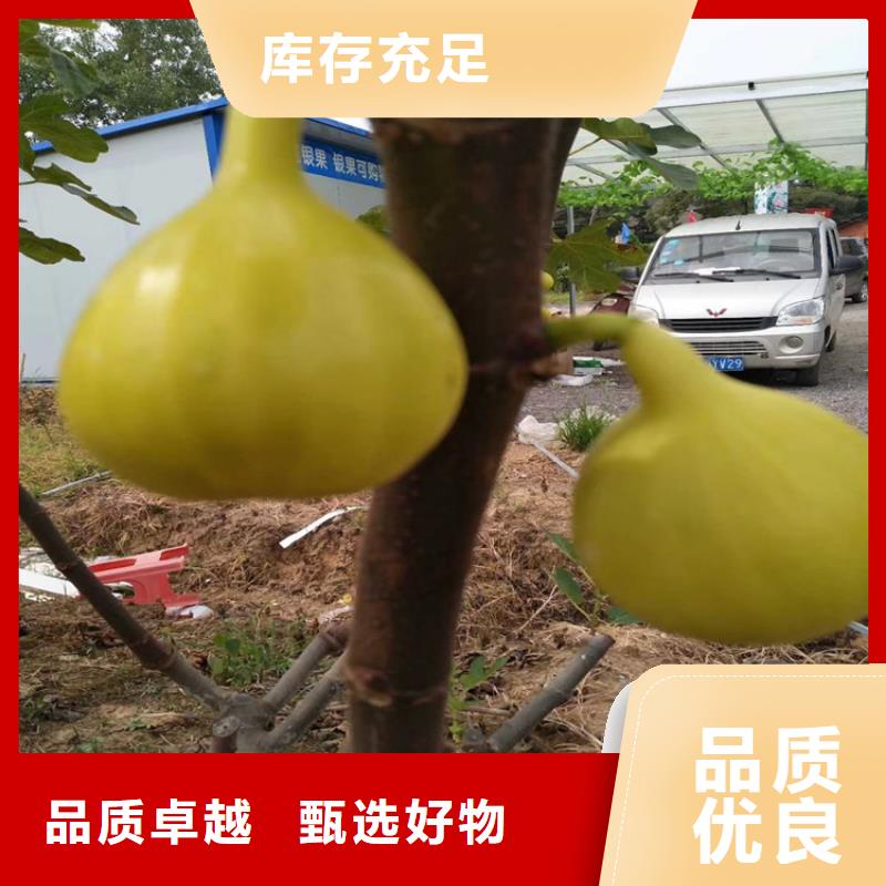 无花果3公分软籽石榴苗服务至上满足多种行业需求